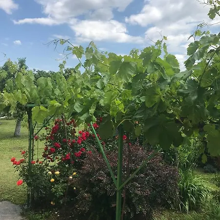 Planinsko Gnezdo Tatil Evi *